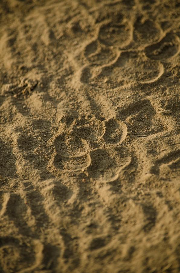 Gnu Mara River Camp سيرينغيتي المظهر الخارجي الصورة